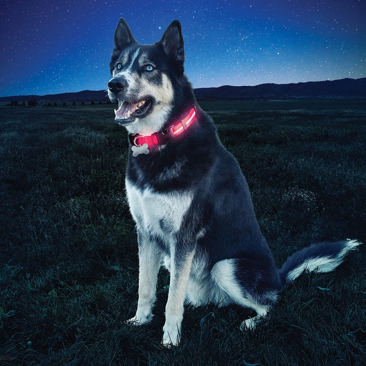 Nite Dawg Dog Accessories Nite Dawg LED Collar - Red